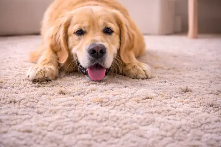 pet odor carpet cleaning service Pittsburgh